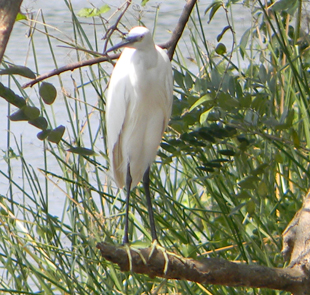 Crane at Coconut  Island, Thrissur