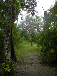 Coconut Island - Private island in the backwaters.